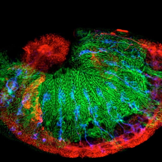 Embryo image Fehon Lab