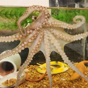 Octopus Ragsdale Lab